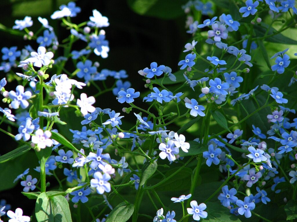 Brunnera