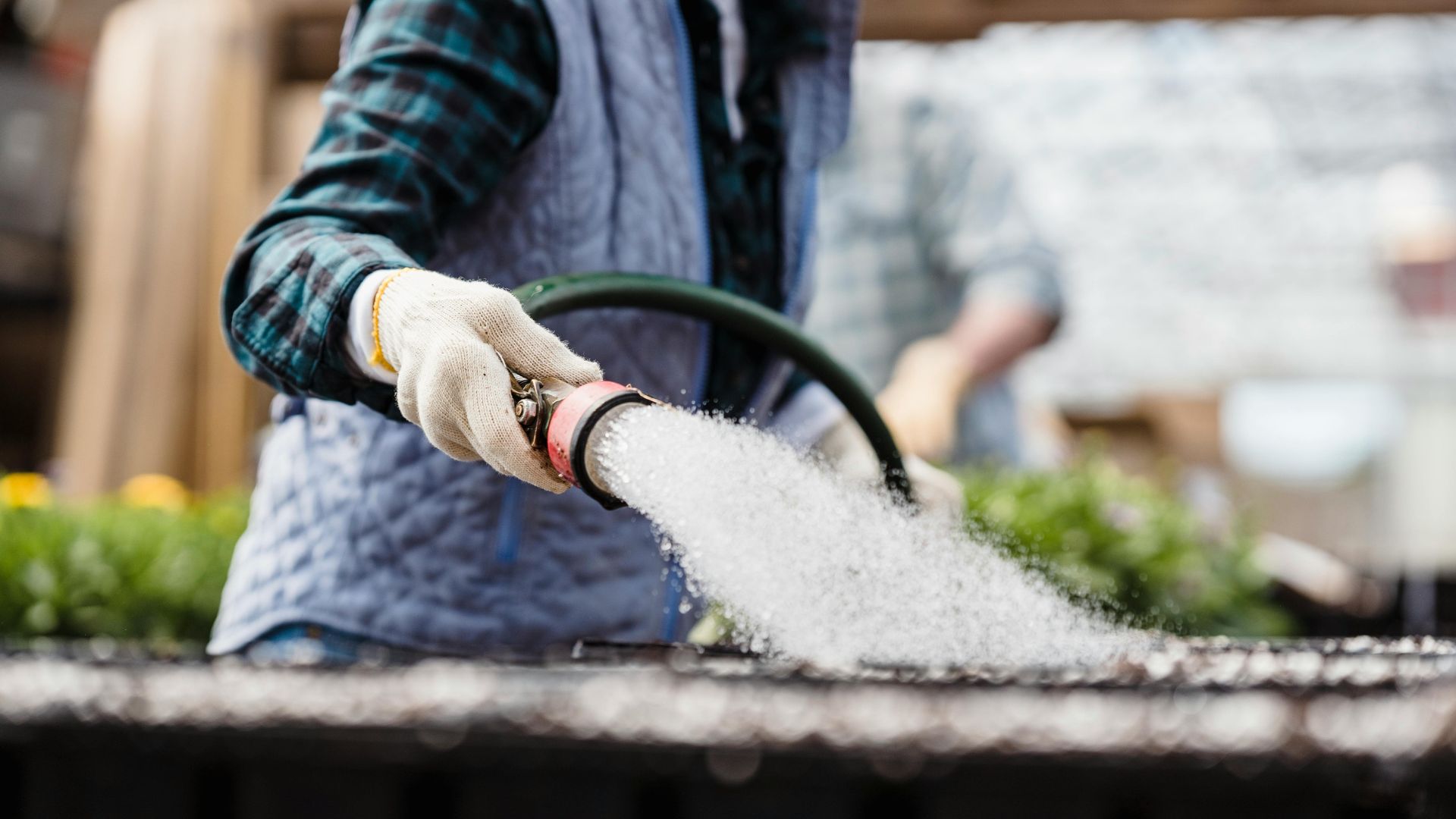 Faceless woman watering planted seeds