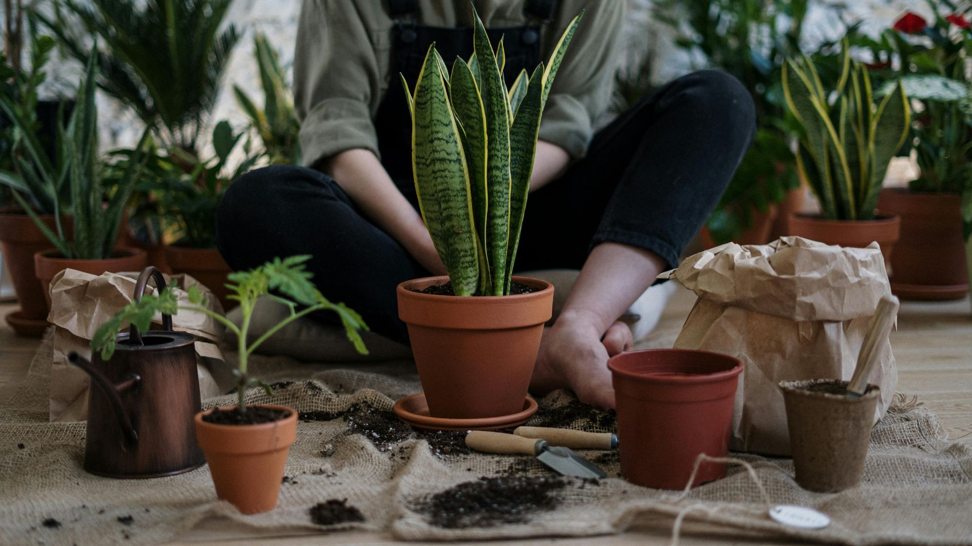 Indoor Plant