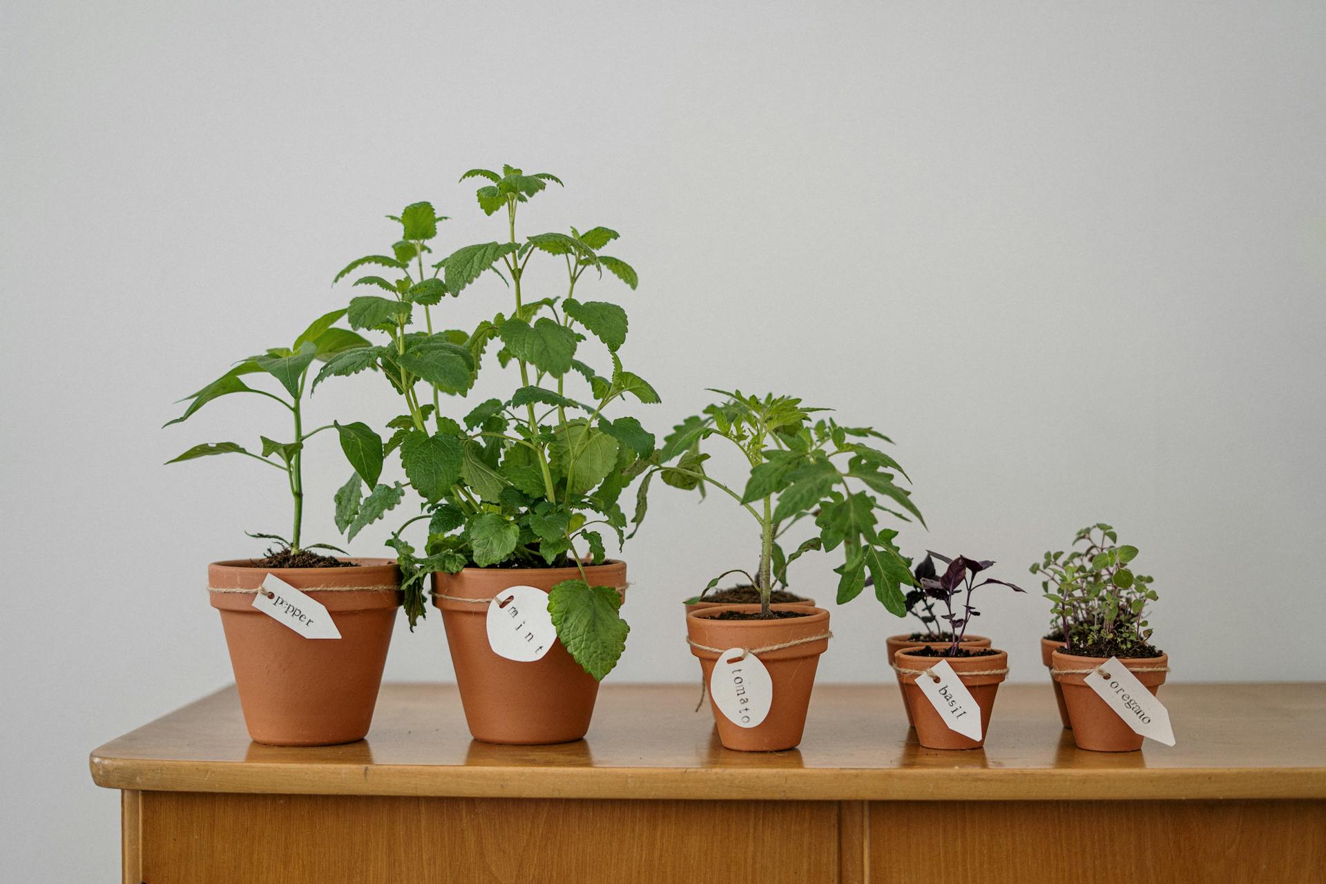photo of potted plants