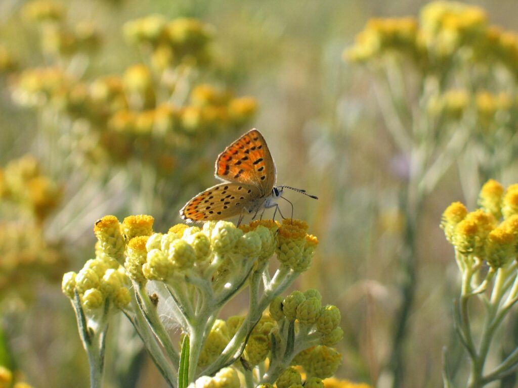 butterfly sitting on a flower