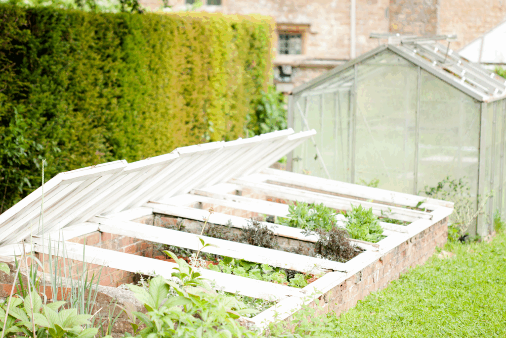 plants in cold frame