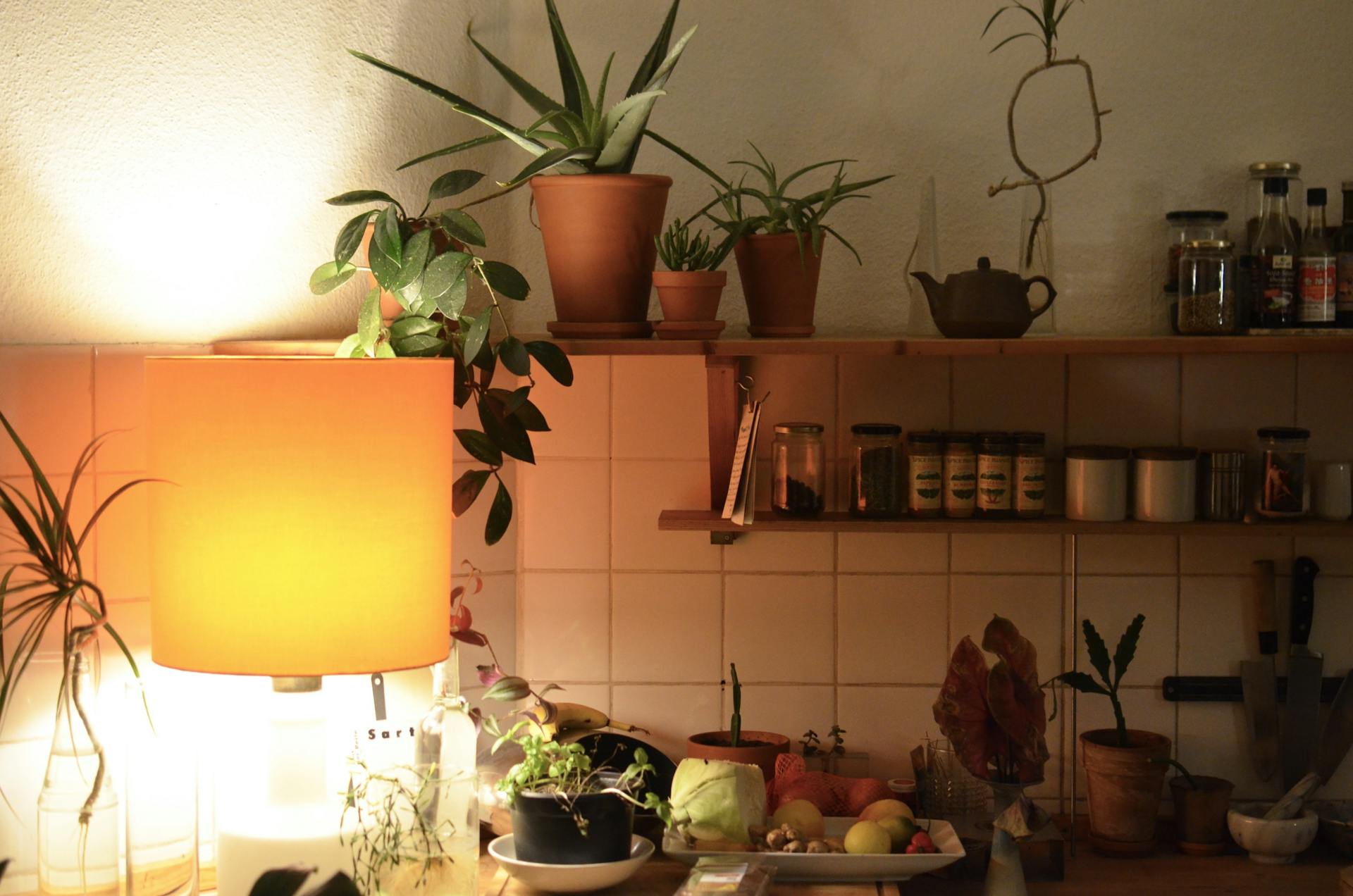 kitchen with various plants